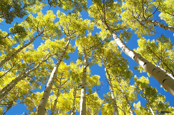 Aspen Sky 1 by Jill Florio