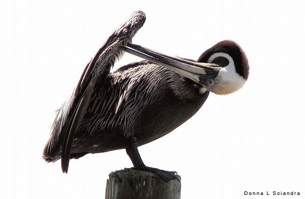 Pelican with Stretched Neck by Donna Sciandra